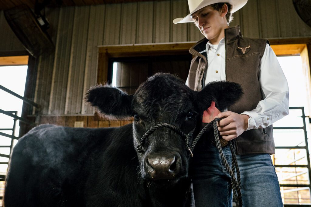 senior guy with black cow